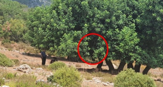 Alanya'da kendisini ağaca asarak intihar etti