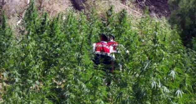 Alanya'da ormana esrar bahçesi kurmuşlar!