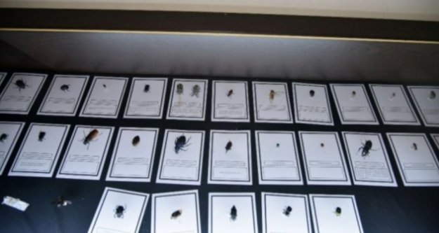 Alanya'da özel sistemle korunan canlı türleri sergileniyor