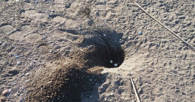 Caretta caretta yuvalarının kepçe ile yıkılmasına 442 bin lira idari para cezası