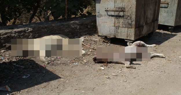 Emekli öğretmen bahçesindeki hayvanların öldüğünü görünce şoke oldu