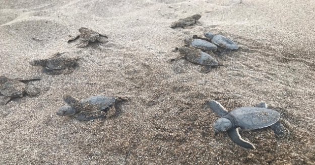 Alanya'da onlarca caretta caretta mavi sularla buluştu