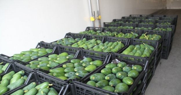 Alanya'dan Bulgaristan’a 3 ton avokado ihracatı