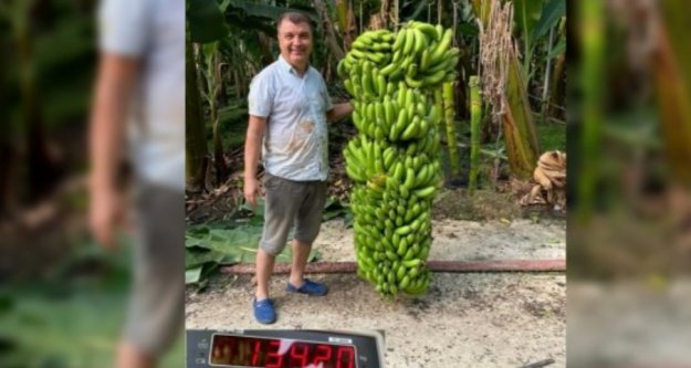 Alanyalı üreticiden 134 kiloluk muz dalı