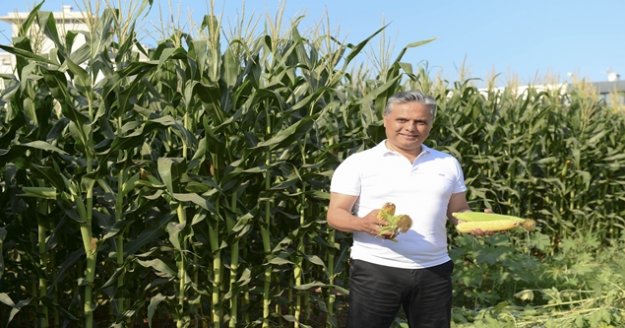 Belediye, boş arsalara ektiği mısırların hasatını yaptı