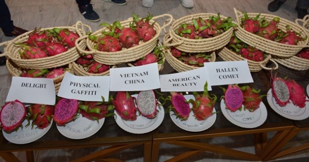 Ejder meyvesine dış pazardan yoğun talep