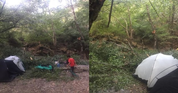 Kampçıların üzerine ağaç devrildi: 1'i ağır 4 yaralı