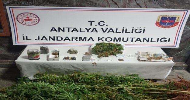 Kenevir ekimi yapan şüphelinin evine jandarma baskını