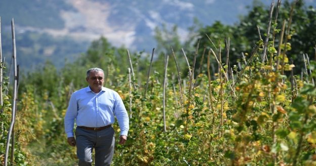 Şenlik iptal edildi,fasulyeler halka dağıtılacak