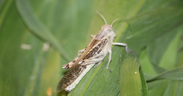 Yurt dışından talep ediliyor, yumurtalarına 52 dereceye kadar sıcaklık uygulanıyor