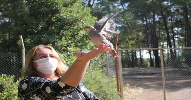 240 Kınalı Keklik doğaya salındı