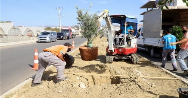 Alanya Belediyesi'nden bitkilendirme çalışması