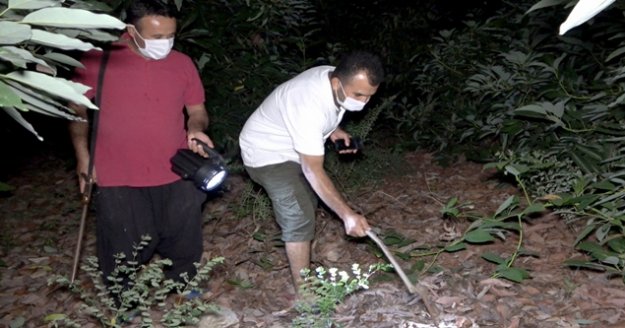 Alanya'da sabaha kadar tüfekle ve sopayla avokado nöbeti tutuyorlar