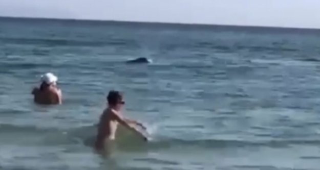 Alanya'da sahile kadar gelen yunuslar turistlerle birlikte yüzdü