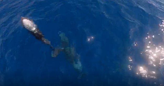 Alanya'da tekneyle birlikte yüzen yunuslar renkli görüntüler oluşturdu