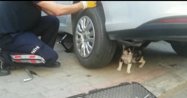 Anne kedi yavrusu kurtarılırken bir an olsun başından ayrılmadı