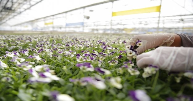 Antalya'nın kışlık çiçekleri hazır