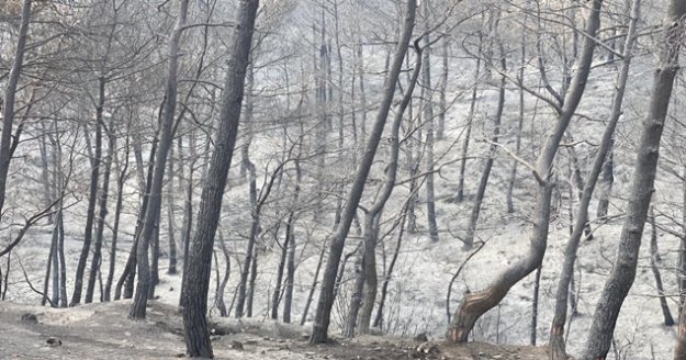 Hatay'daki yangından geriye kalan görüntüler yürek burktu