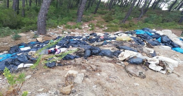 Kesilen domuzların ormana atılan iç organları iş makineleriyle toplandı