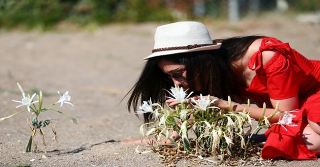 Kum zambaklarına tel örgülü koruma