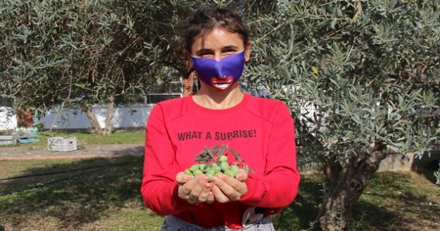 Özel öğrencilerden zeytin hasadı