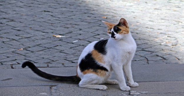 Sesini duyan kediler esas duruşa geçiyor