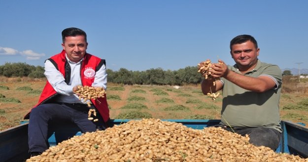 Antalya'da 'fıstık' gibi işe rağbet artıyor