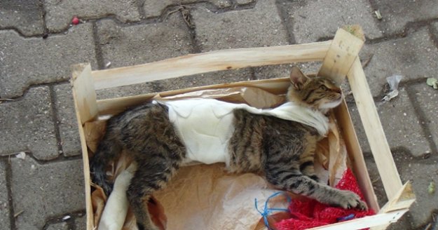 Ayağı ve gövdesi alçıya alınmış kedi, pazarcı tezgahında hayata tutundu