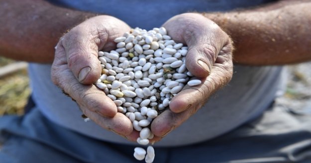 Çandır Fasulyesi hazır