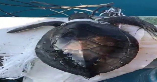 Denizdeki çöplere dolanan yeşil yavru deniz kablumbağasını balıkçılar kurtardı