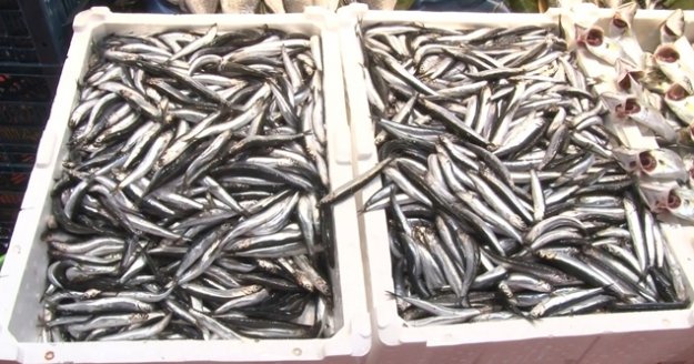 Hamsinin kilosu 25 liraya düştü