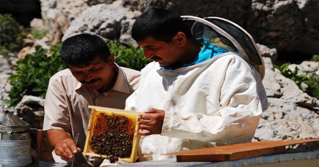 Kuraklık ve rüzgar sebebiyle balda verim düştü