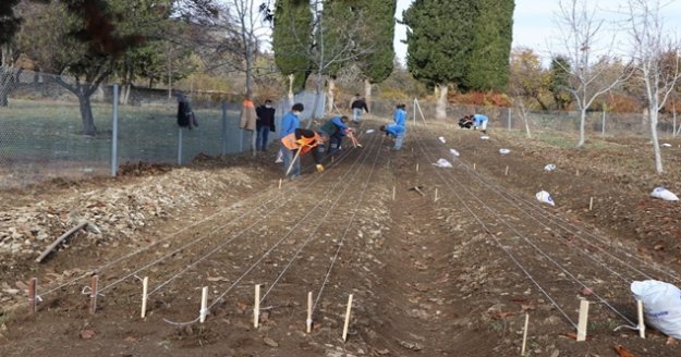 10 bin adet lale soğanı toprakla buluştu