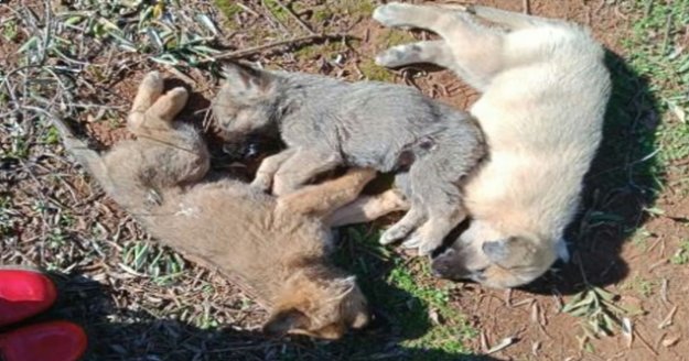12 sokak köpeği zehirlenerek öldürüldü iddiası