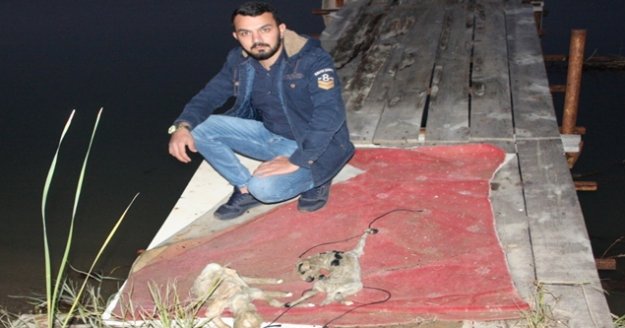 2 yavru kuzuyu ayaklarına ip bağlayıp ölüme terk ettiler