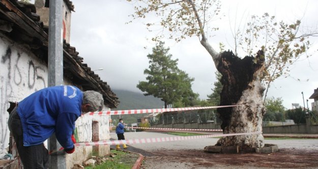 500 yıllık çınar ağacı, kuvvetli yağışa dayanamadı