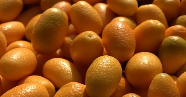 Alanya'da Altınportakal olarak bilinen Kamkat meyvesi üreticinin yeni gözdesi