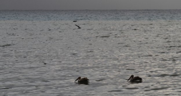 Alanya'da denize inen pelikanları gören cep telefonuna sarıldı