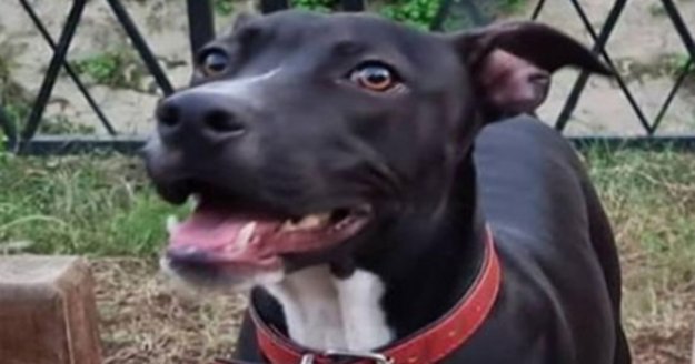 Alanya'da her yerde köpeğini arıyor!