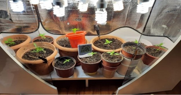 Alanya'da özel düzenek kurup, kenevir yetiştirilen eve operasyon