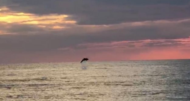Alanya'da turistlerin çekildiği sahiller yunuslara kaldı