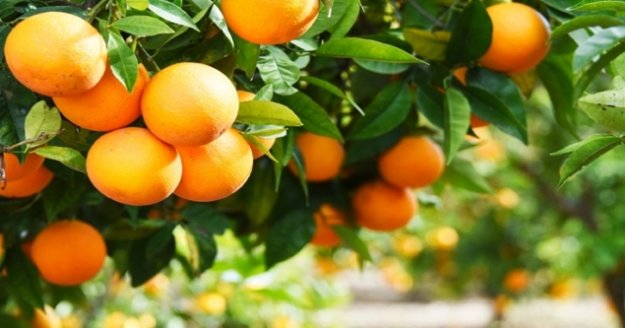 Alanya’da portakal ağacından düşen genç yaşam savaşı veriyor