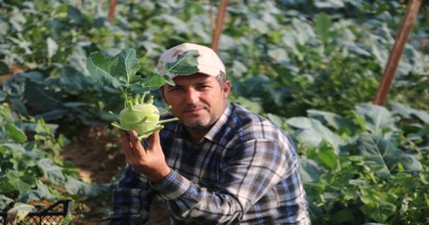 Alanya’da şifası saymakla bitmeyen alabaş hasatı başladı
