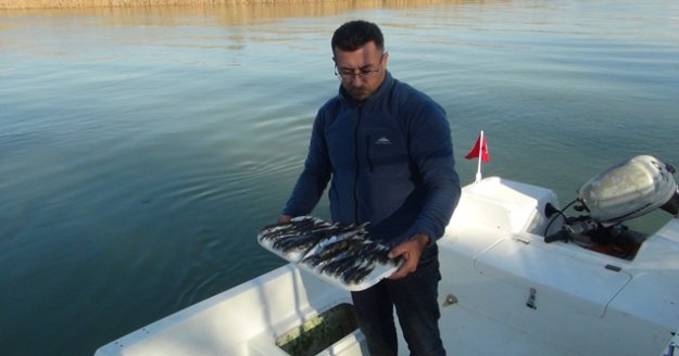 Amatör balıkçılar da balon balığı desteği istiyor