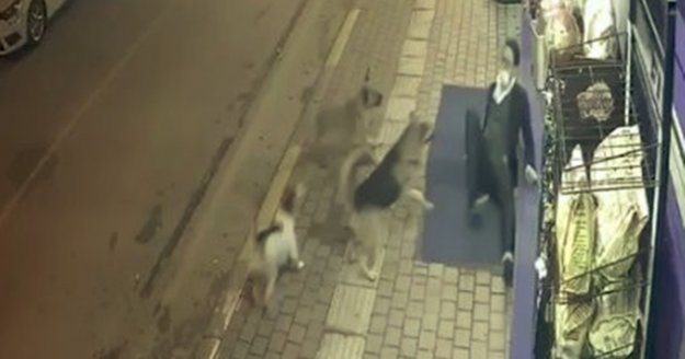 Antalya’da bir vatandaş 3 sokak köpeğinin saldırısından güçlükle kurtuldu