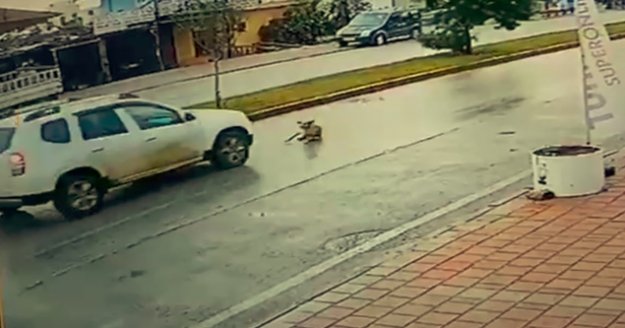 Vicdansız sürücü köpeğe çarpıp arkasına bile bakmadan kaçtı