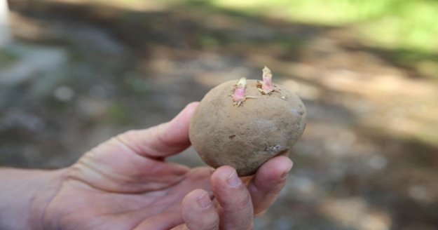 3 milyon predatör avcı böcek ve 6 milyon parazitoit üretilecek