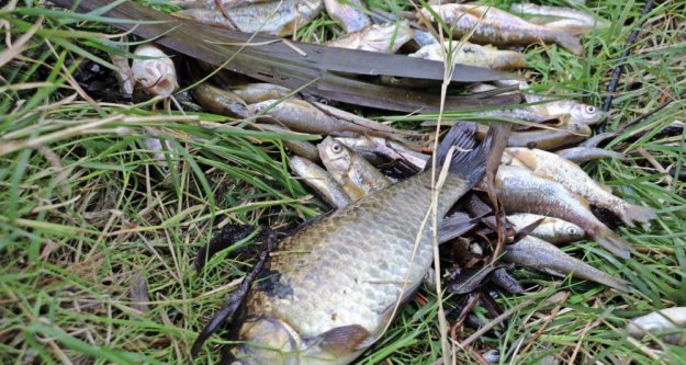 Antalya'da balık ölümleriyle ilgili 10 işletme kapatıldı