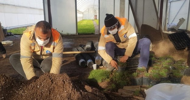 Büyükşehir susuzluğa dayanıklı çim üretiyor