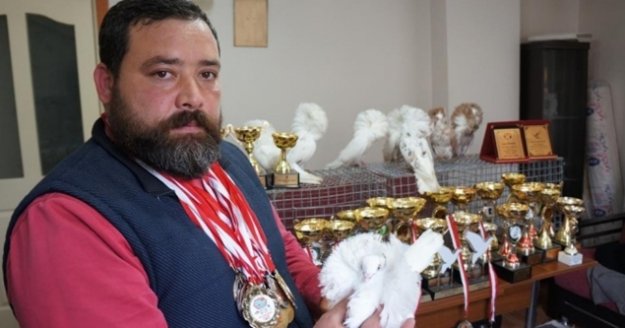 Ev araba parasına güvercin